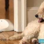 CleverPet: la prima console per cani!