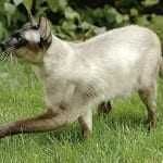 Gatto hacker: un ingegnere e un gatto siamese violano le reti Wi-Fi del quartiere