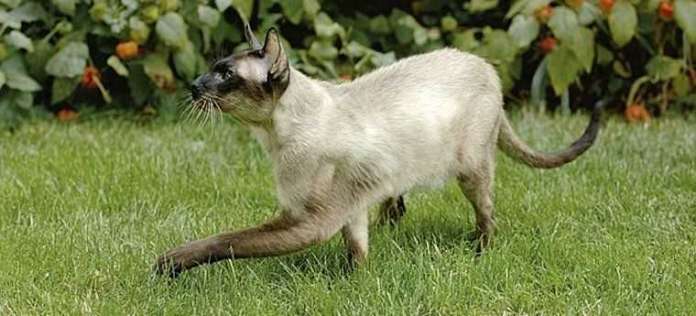 Siamese cat walking in grass