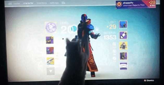 gatto destiny