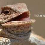 Lizard Squad: la polizia britannica arresta uno dei membri