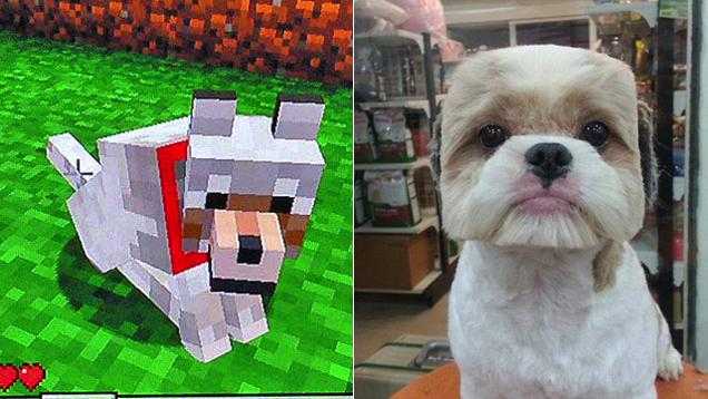 Cane Minecraft 01