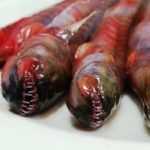 Alien Isolation: mangia un’inquietante anguilla e vinci una copia del gioco