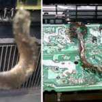 Giocatore brasiliano sotto shock: trova un serpente nella sua PlayStation 4