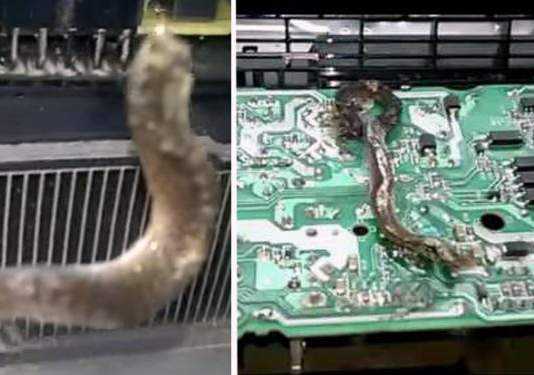Giocatore brasiliano sotto shock: trova un serpente nella sua PlayStation 4
