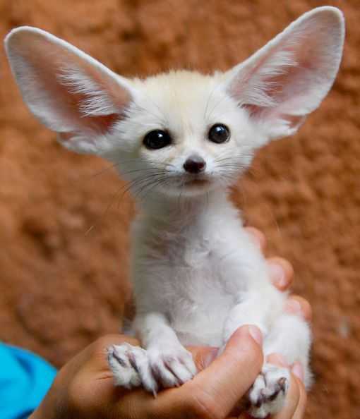 Fennec