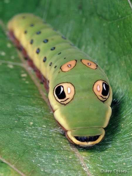 Swallowtail Caterpillar