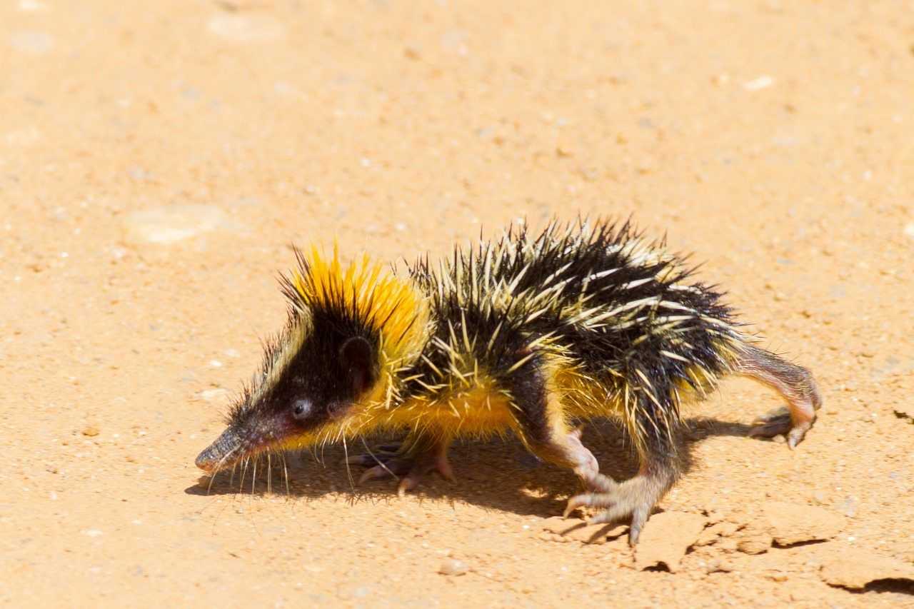 Tenrec Striato