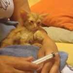 Pokémon GO: salva un gattino intrappolato, ecco le foto del salvataggio pokémon go