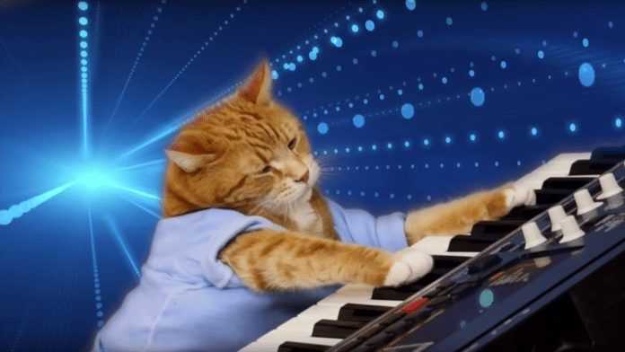 Keyboard Cat Keyboard Cat