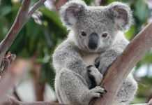 Humble Store lancia una iniziativa di beneficenza dedicata all’Australia Humble Store Australia