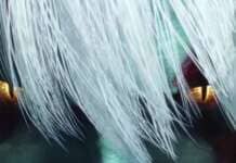 devil may cry 5 special edition