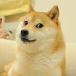 Kabosu, la cagnolina che ha ispirato il logo di Dogecoin, ci lascia a 17 anni dogecoin kabosu