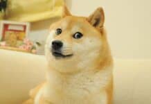 dogecoin kabosu